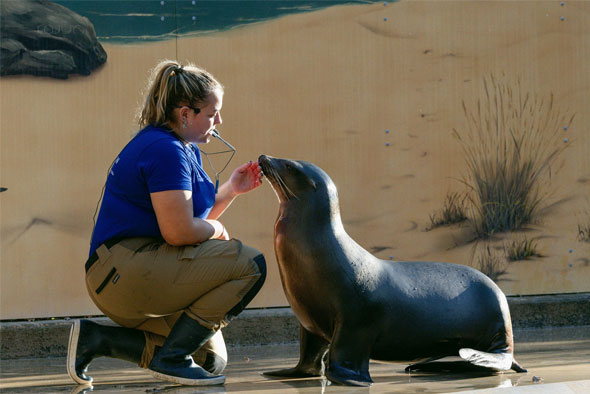 Arbre de Noël Orphéopolis