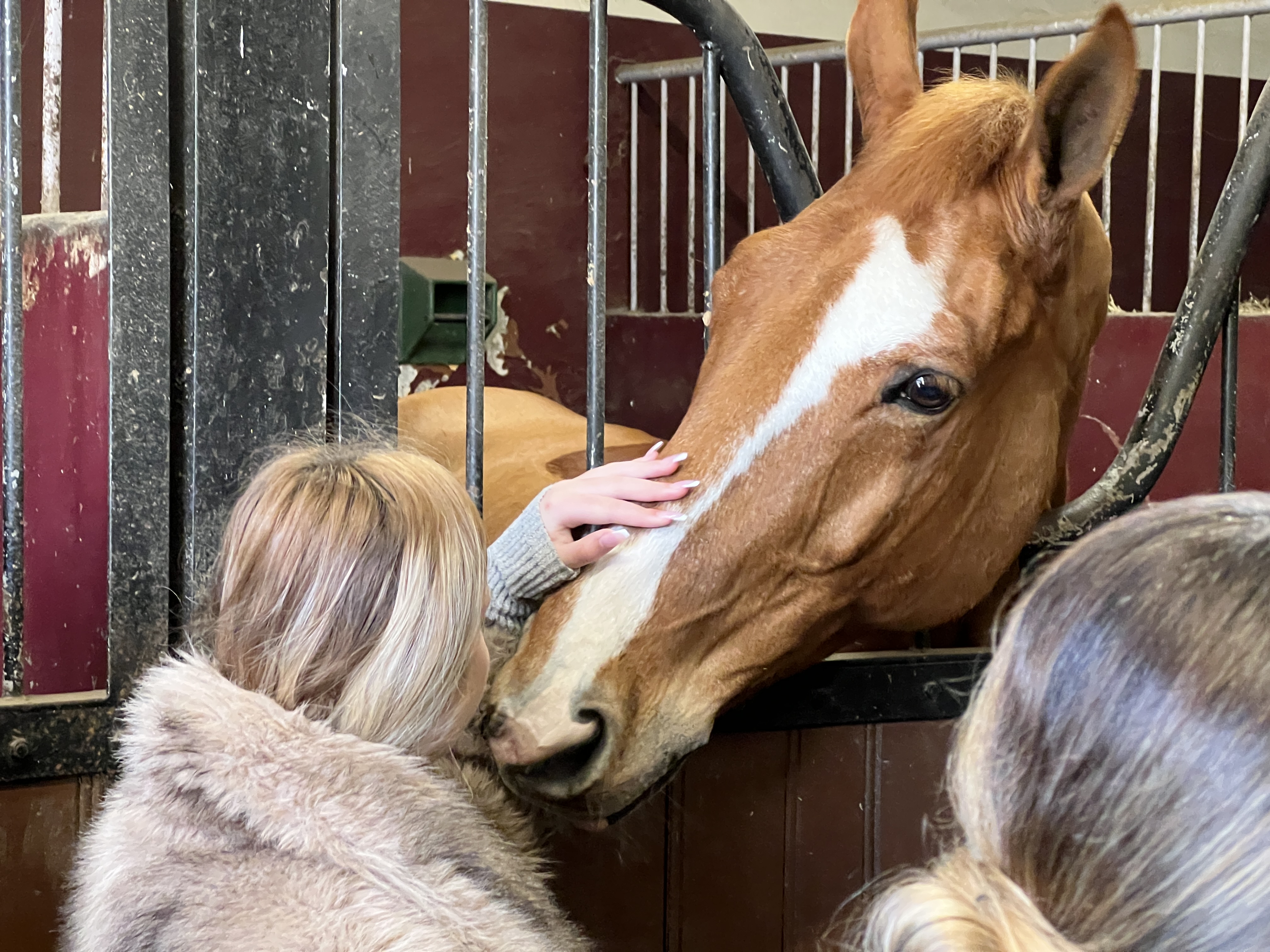 Enfant qui caresse un cheval de la garde républicaine